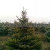 picea (9)